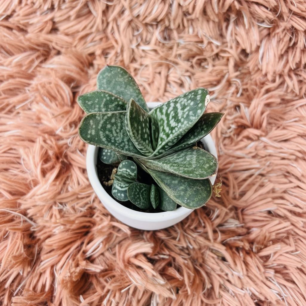 Gasteria Little Warty succulent in white ceramic pot on pink fur background – overhead view