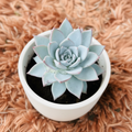 Echeveria Blue Bird in white ceramic pot – top view