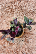 Tradescantia Zebrina – Purple Spiderwort - Rp Floritech