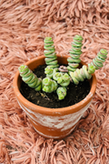 Jade Necklace Crassula Marnieriana in terracotta pot - top view