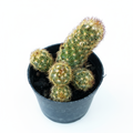 Mammillaria Elongata Golden Lace Cactus with golden spines in dark pot