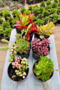 6 Fiery Succulent Combo Top View on Blue Wooden Board