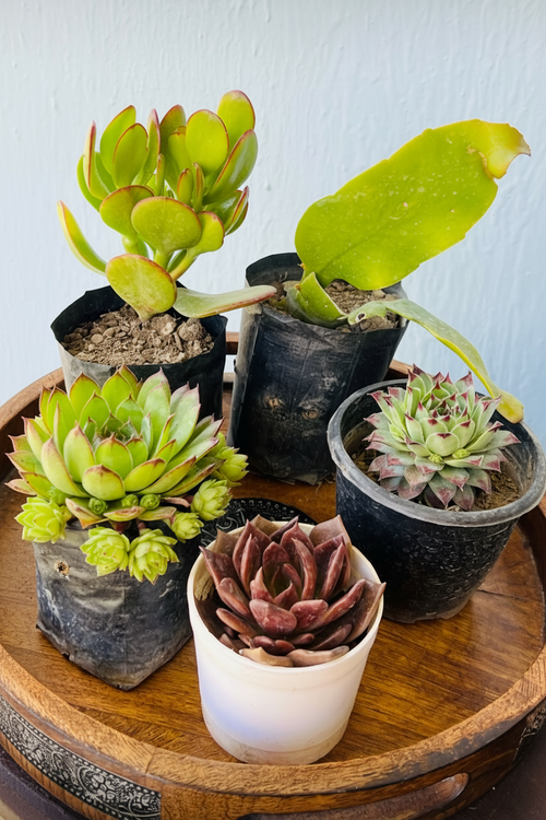 5 Lucky Plants Combo Side View