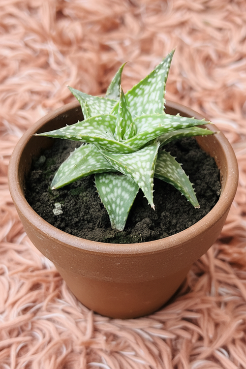 Aloe Brevifolia in Ceramic Brown Pot - Side View