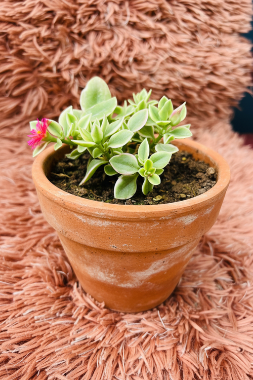 Baby Sun Rose – Aptenia Cordifolia Succulent - Rp Floritech