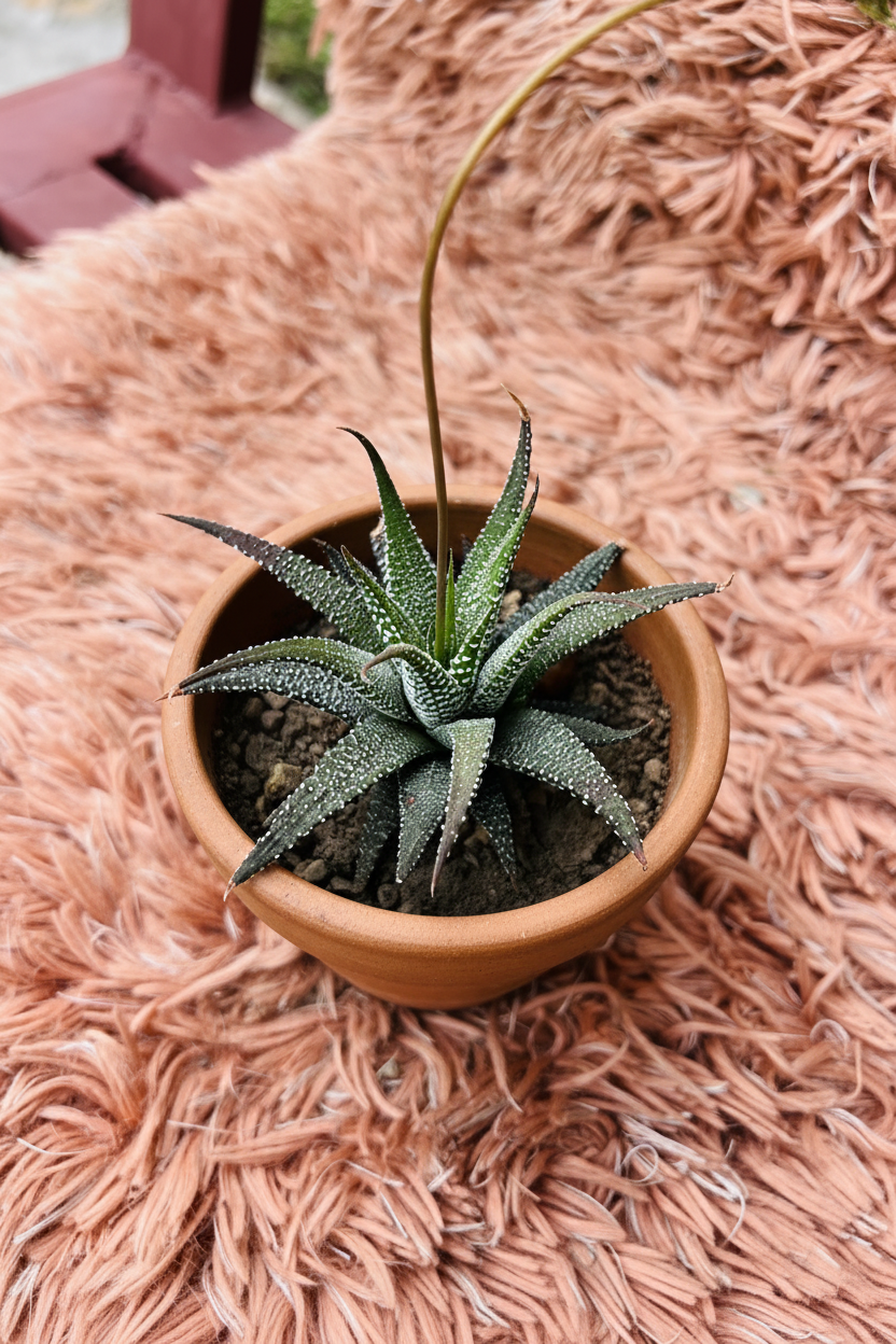 Zebra Haworthia Extra White – Haworthiopsis Attenuata - Rp Floritech