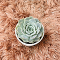 Echeveria Powder Blue succulent in white ceramic pot on pink fur background – top down view