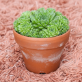Sempervivum Hen and Chicks multi-rosette cluster in terracotta pot - top view