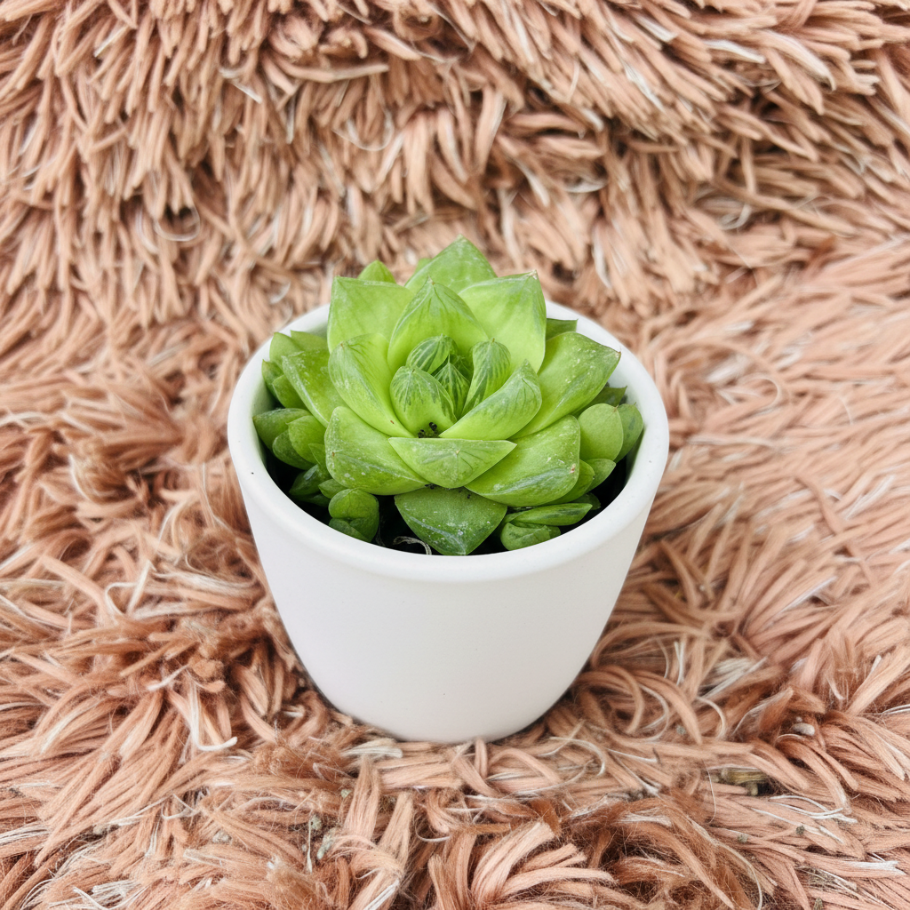Haworthia Cooperi succulent in white ceramic pot on pink fur background – angle view