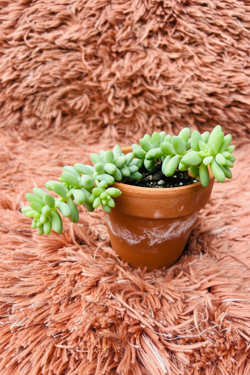 Burro's Tail Succulent – Sedum Morganianum - Rp Floritech