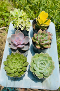 Combo of 6 succulents including yellow variegated Aeonium, pink Echeveria and large green rose-shaped Echeveria on a blue table
