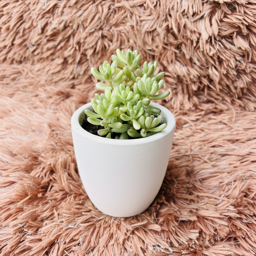 Variegated Jelly Bean succulent in white ceramic pot on pink fur background – front view