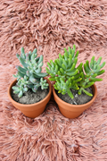 Hard Sedum Succulent Set in Ceramic Brown Pot - Top View