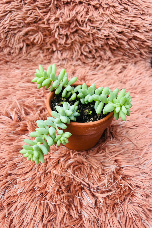 Burro's Tail Succulent – Sedum Morganianum - Rp Floritech
