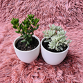 Jelly Bean Plant Set of 2 – White Ceramic Pot Photo 1