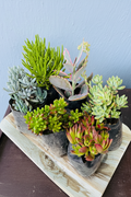 Succulent Combo 6 Plants on Wooden Board