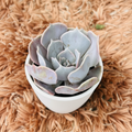 Echeveria Lavender Rose in white ceramic pot – top down