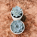 Echeveria Blue Bird Set of 2 – White Ceramic Pot Photo 1