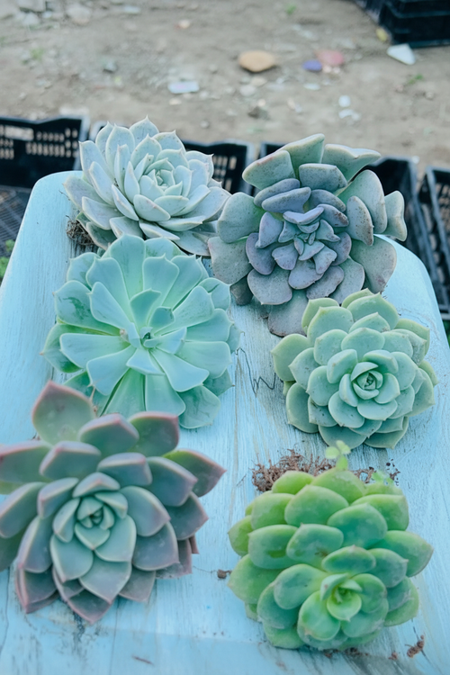 6 Blue-Grey Echeveria Combo Angled View