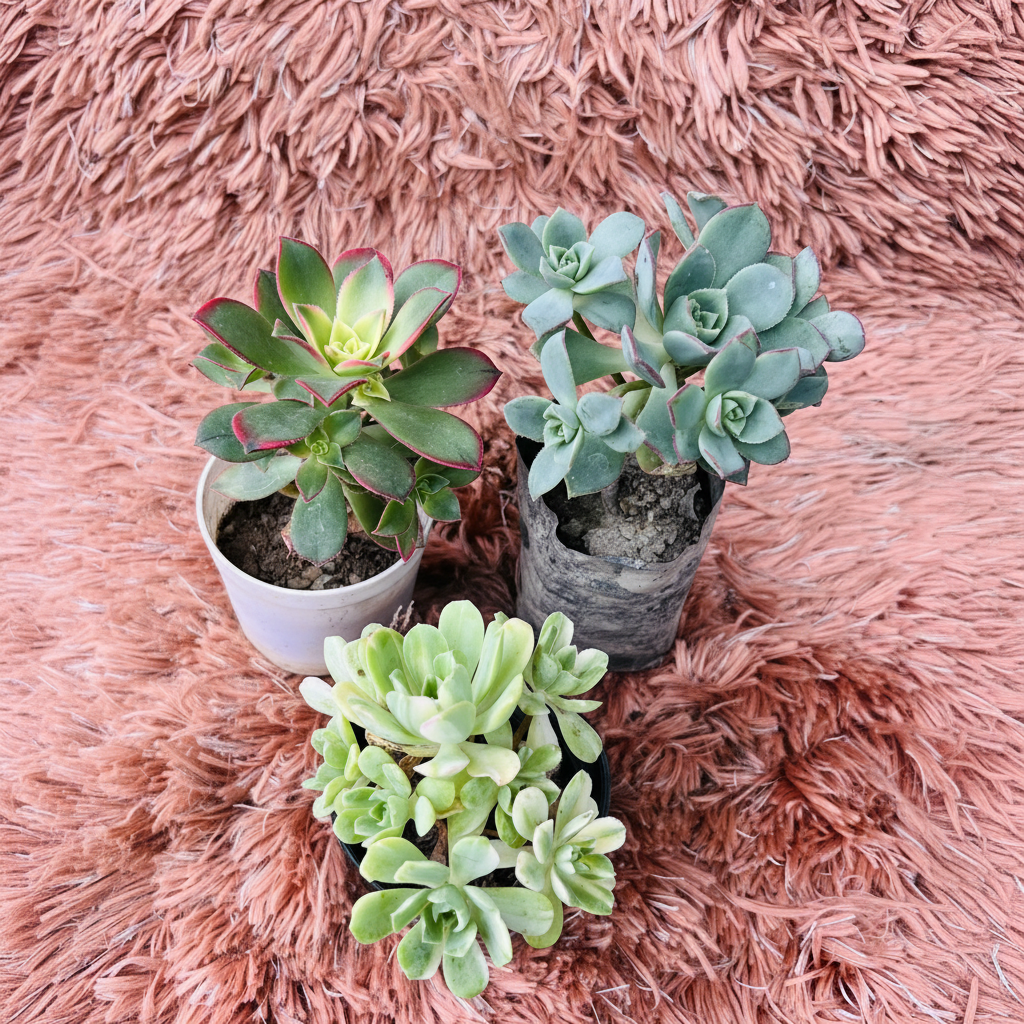 Aeonium Set of 3 – White Ceramic Pot Photo 1