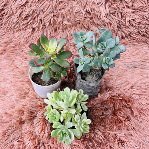 Aeonium Set of 3 – White Ceramic Pot Photo 1