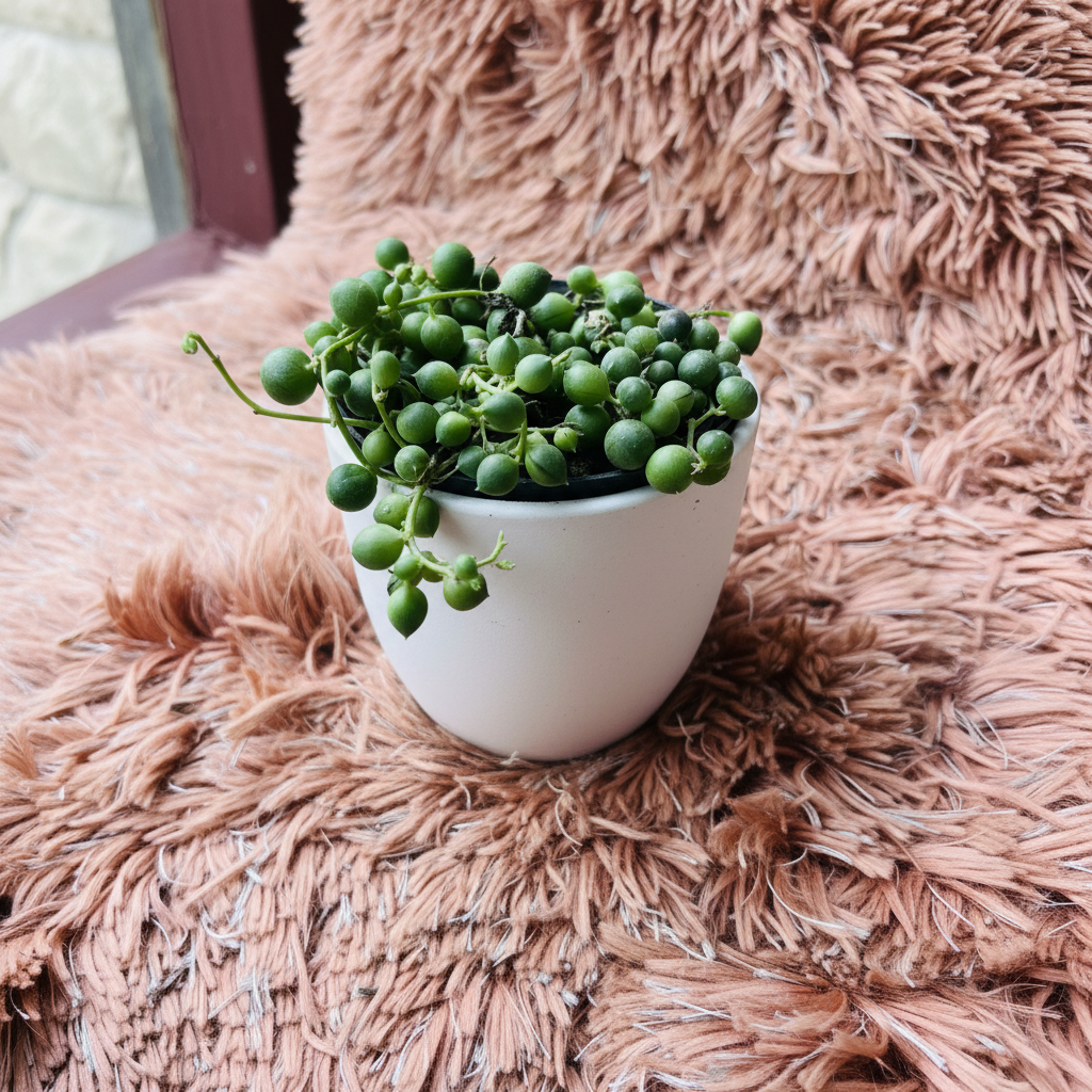 String of Pearls succulent in white ceramic pot on pink fur background – side view