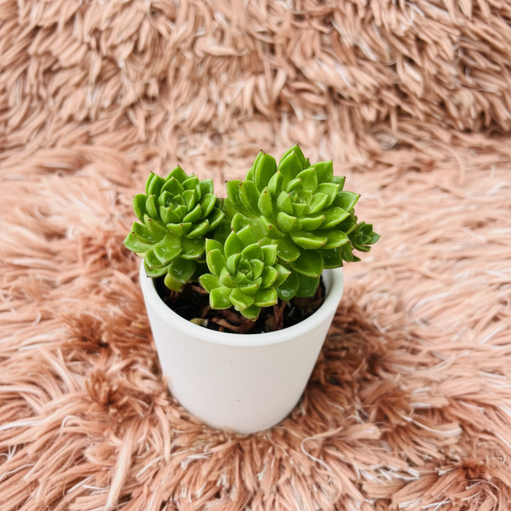 Echeveria Prolifica triple rosette cluster in white ceramic pot on pink fur background – angle view