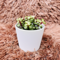 Variegated Jade in white ceramic pot – side angle