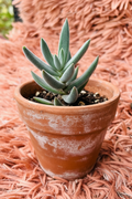 Velvet Senecio - side view terracotta