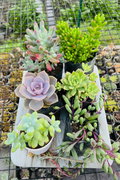 6 Plants Combo Top View