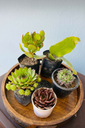 5 Lucky Plants Combo on Wooden Tray