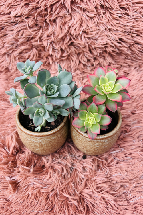 Aeonium Succulent Set in Ceramic Brown Pot - Side View
