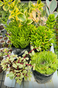 6 Plants Combo Close-up View