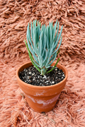 Senecio Mandraliscae Blue Finger succulent in terracotta pot - pink rug background