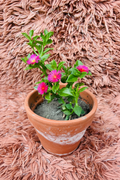 Baby Sun Rose Green Aptenia Cordifolia in terracotta pot with pink flowers - top view