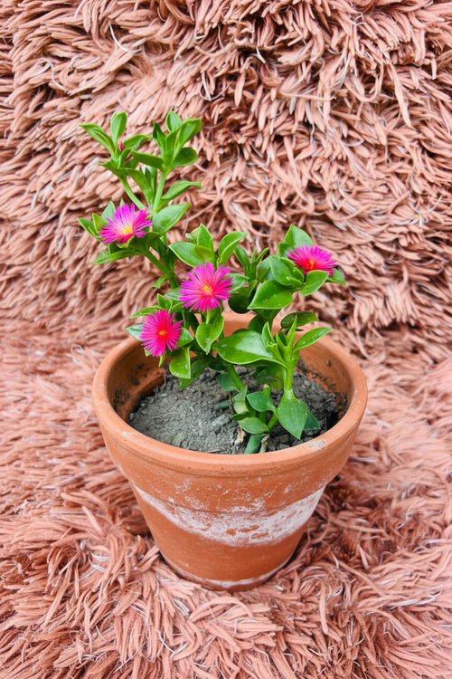 Baby Sun Rose Green Aptenia Cordifolia in terracotta pot with pink flowers - top view