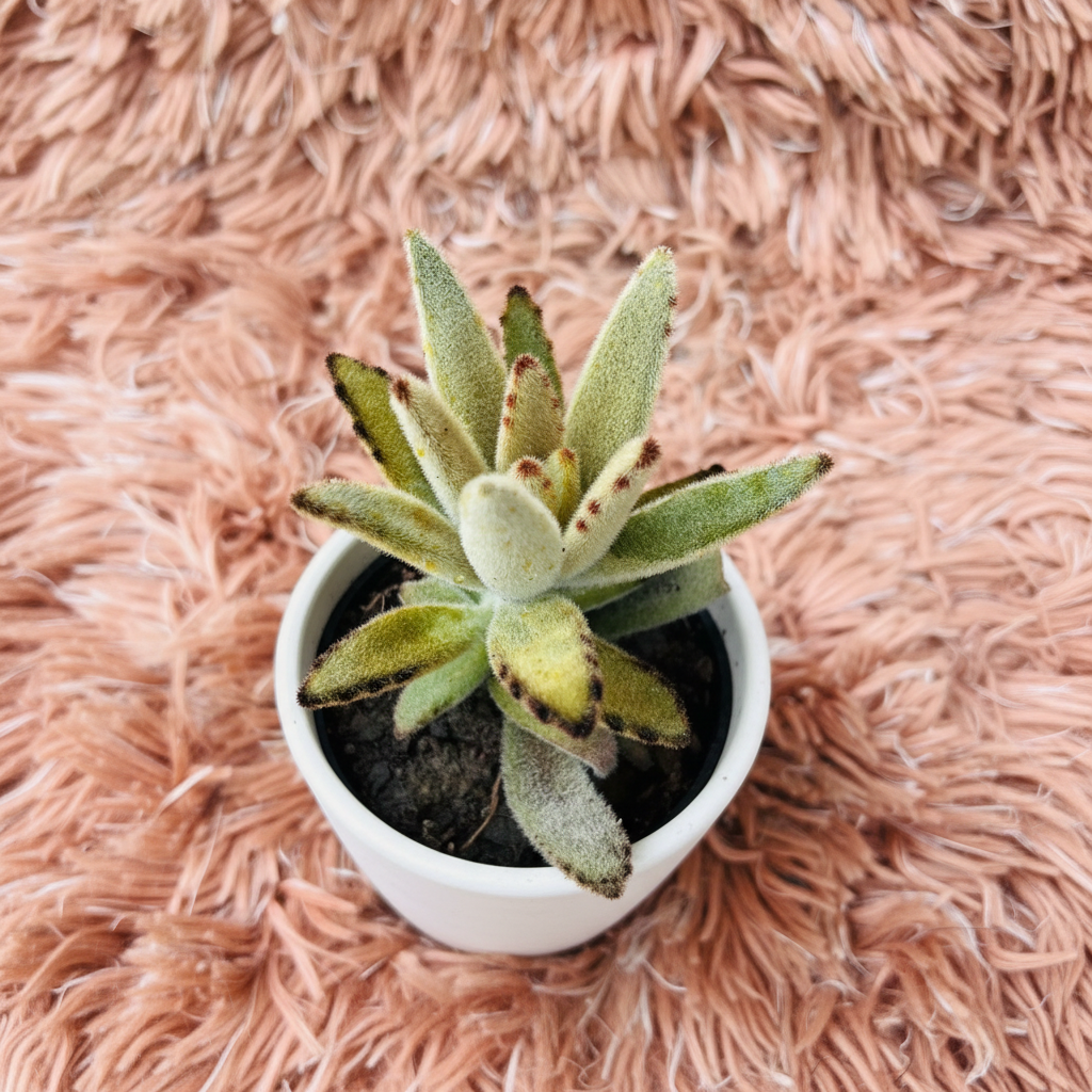 Golden Panda Plant succulent in white ceramic pot on pink fur background – top down view