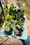 Combo of 6 succulents and flowering plants including Jade, Portulacaria, Aeonium and Delosperma in black polybag pots on a blue board