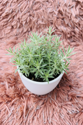Green Star succulent top-down view in white ceramic pot on pink rug