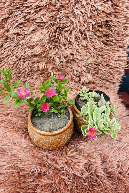 Baby Sun Rose Set in Ceramic Brown Pot - Top View