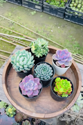 6 Pastel Echeveria Combo in Round Wooden Tray Top View