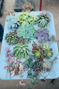 Combo of 10 assorted succulents including Pachyphytum, Echeveria, Haworthia and trailing varieties on a blue wooden tray