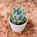 Pachyveria Glauca in white ceramic pot – top down