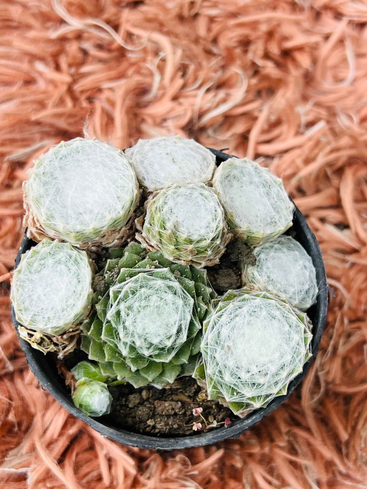 Sempervivum Arachnoideum – Cobweb Houseleek Succulent