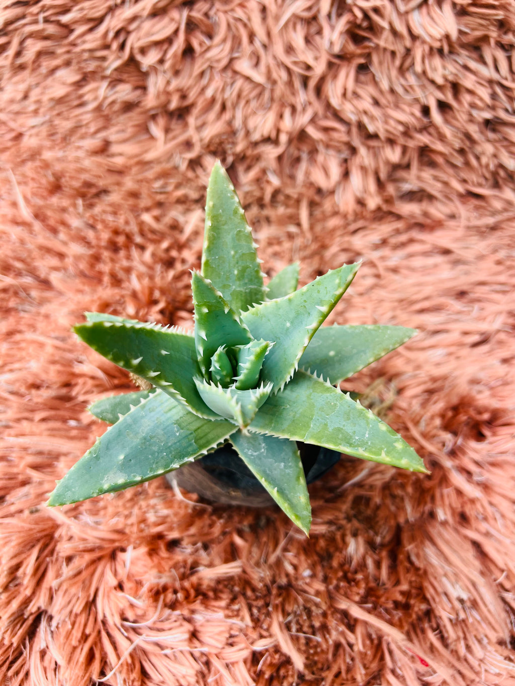 Aloe Brevifolia – Short-Leaved Aloe / Star Aloe
