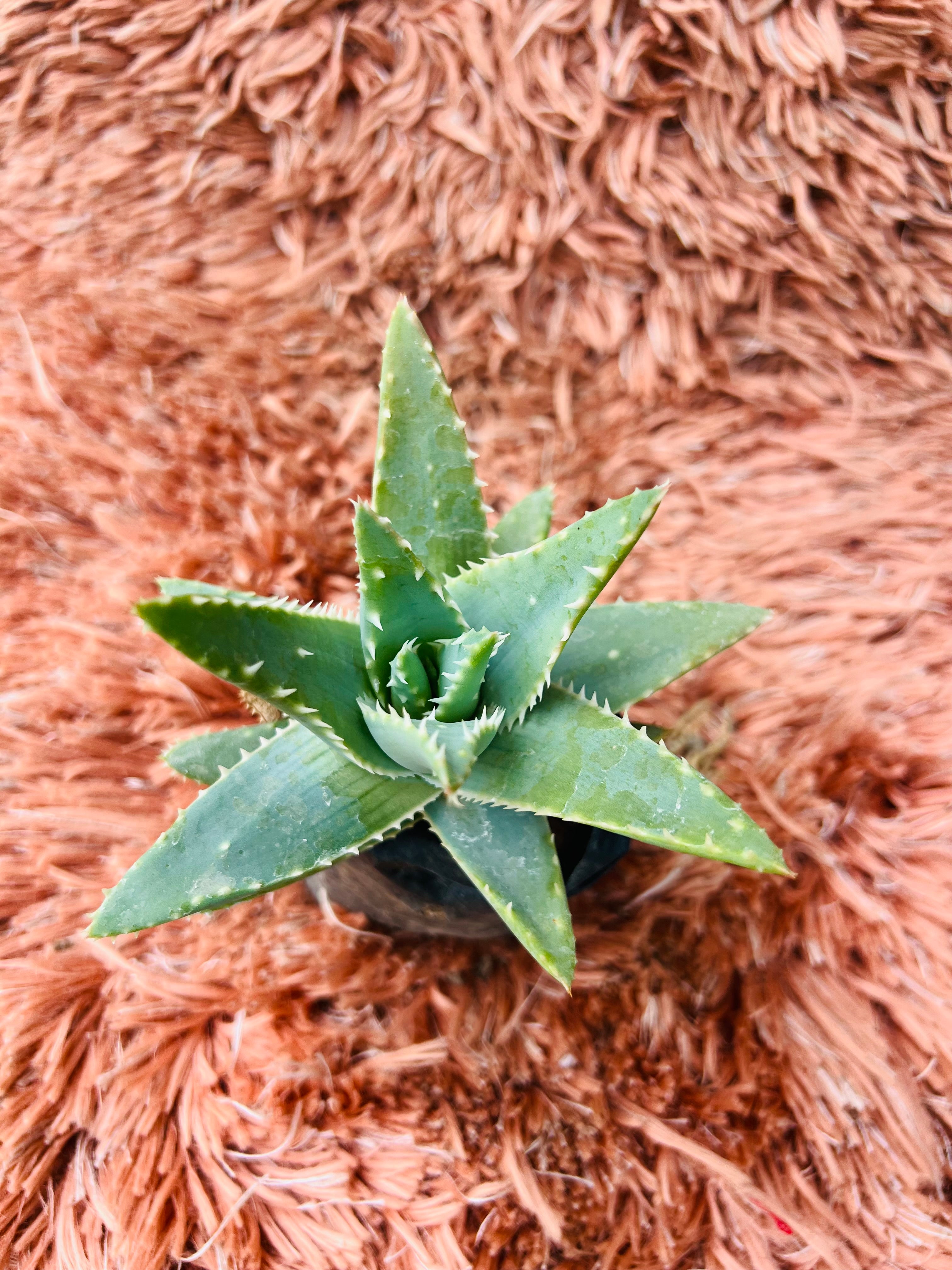 Aloe Brevifolia – Short-Leaved Aloe / Star Aloe
