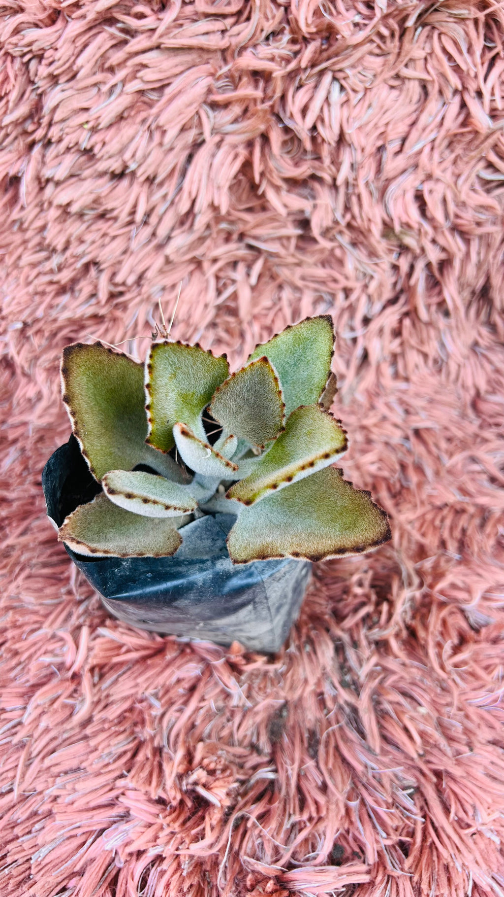 Kalanchoe Tomentosa – Panda Plant