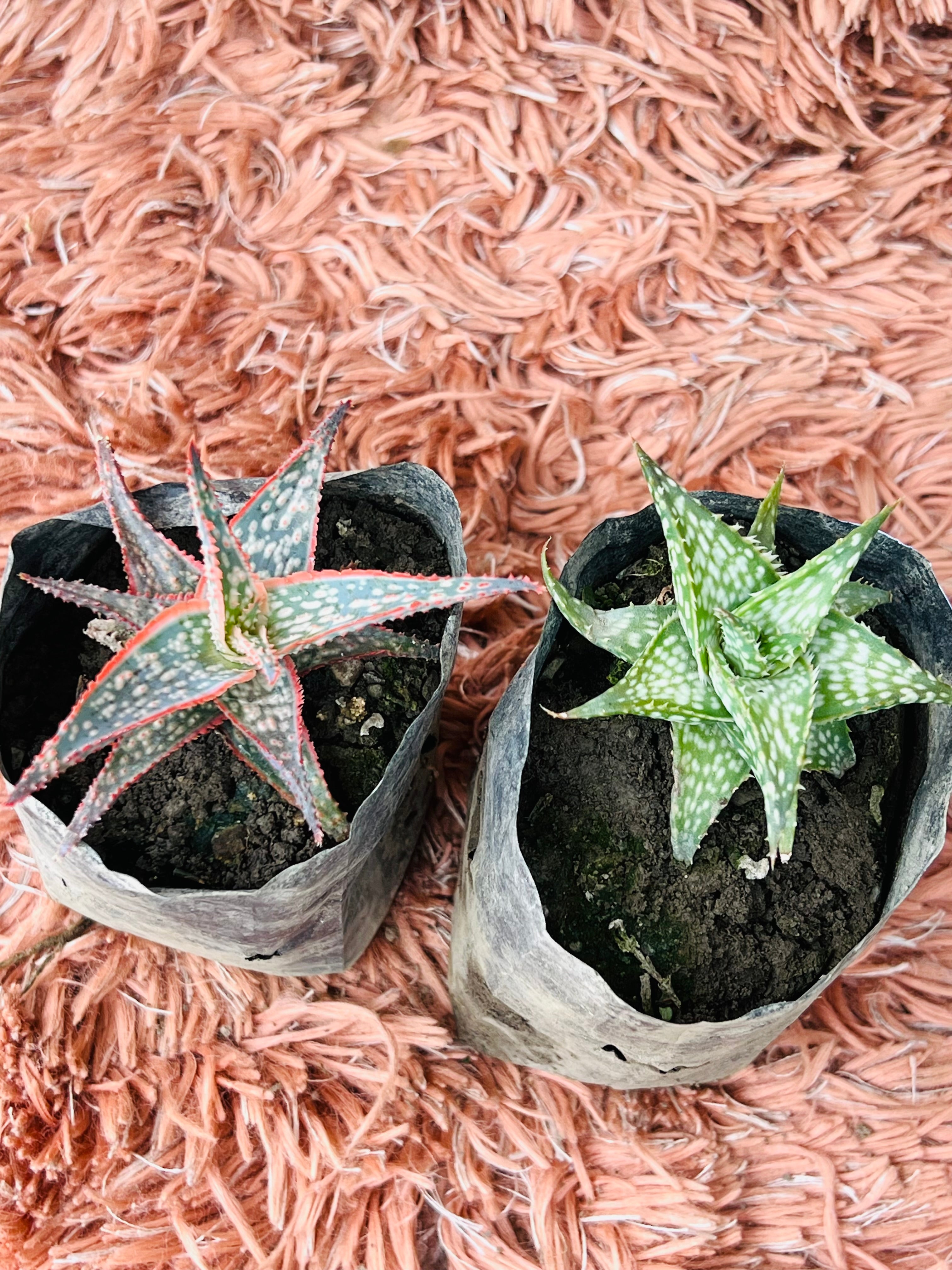 Aloe Set – Aristata & Brevifolia Duo (Star Aloe Collection)