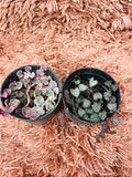 String of Hearts Set – Variegated & Regular Duo (Ceropegia Woodii)