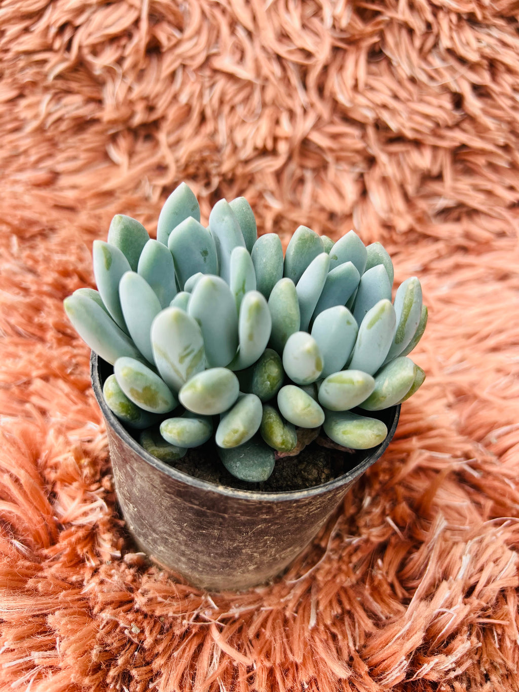 Pachyphytum Oviferum – Moonstones Succulent